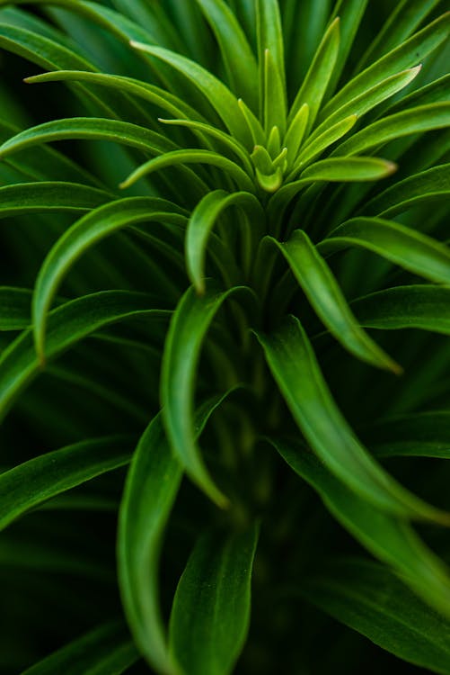 
Close Up Photo of Green Plant