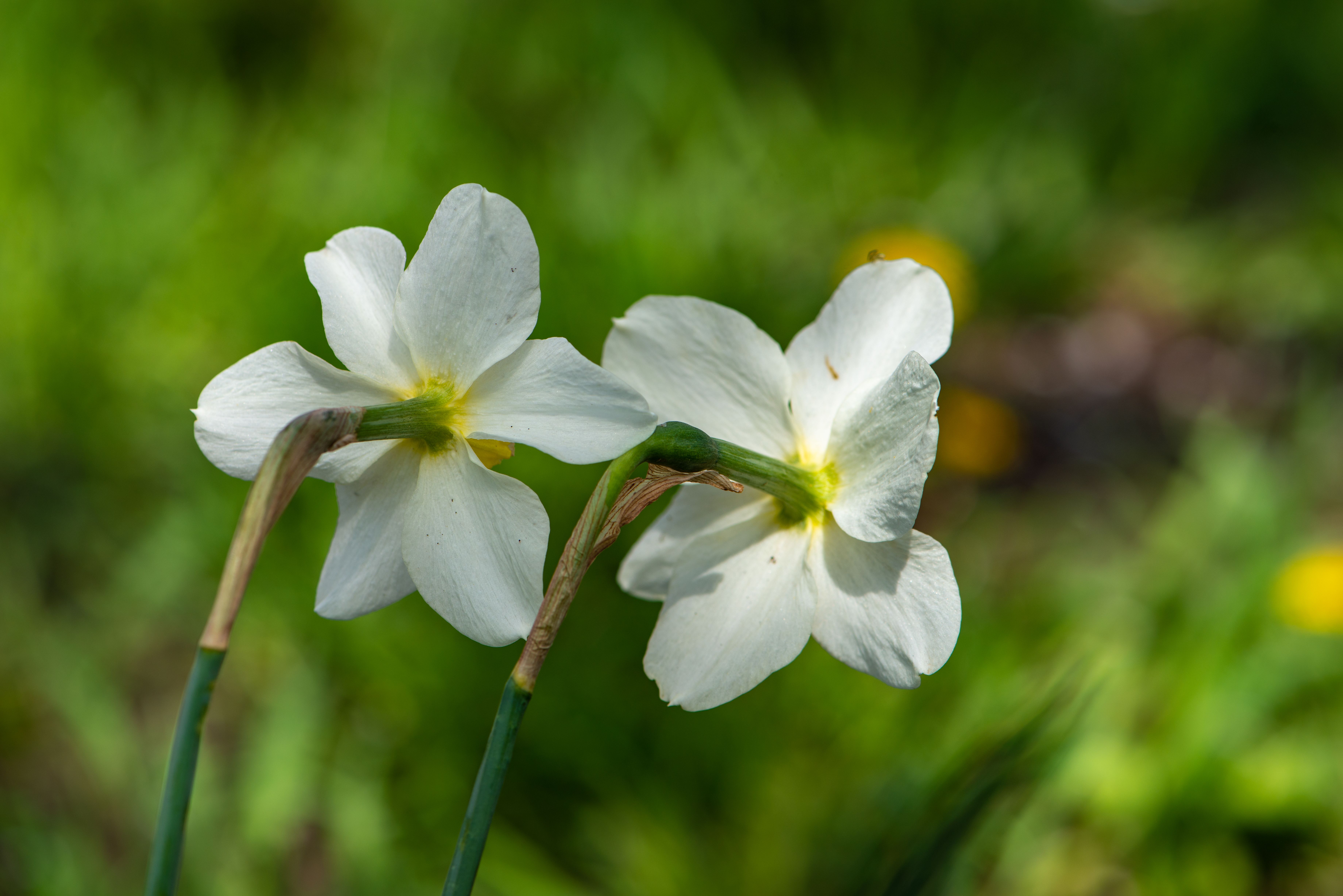 Close Up Photo of White Flowers · Free Stock Photo