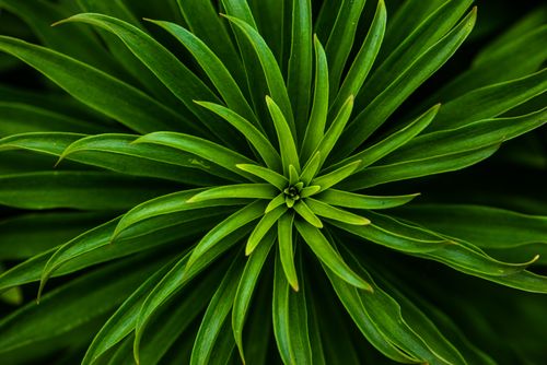 Free Detailed close-up of vibrant green leaves spiraling from the center, showcasing nature's beauty. Stock Photo