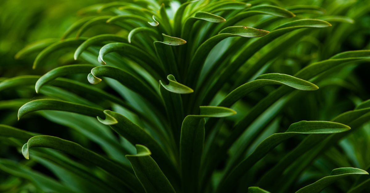 Visão em close-up de folhagem botânica vibrante e verde com padrões intrincados e textura exuberante.