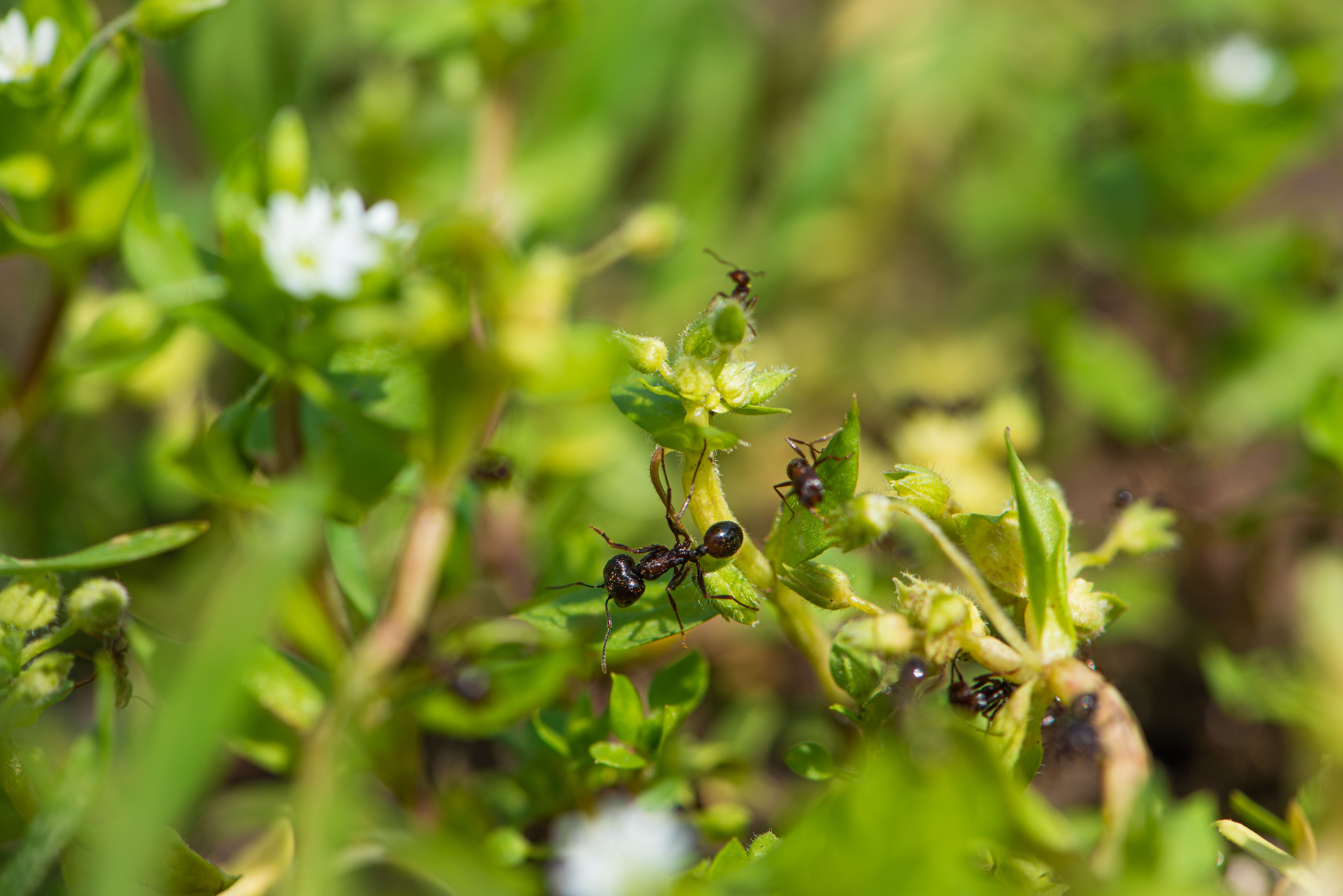 Detailed shot of ants interacting on lush garden leaves, showcasing nature's intricate beauty.