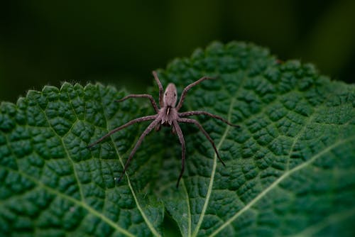 Foto profissional grátis de aranha, fechar-se, folha