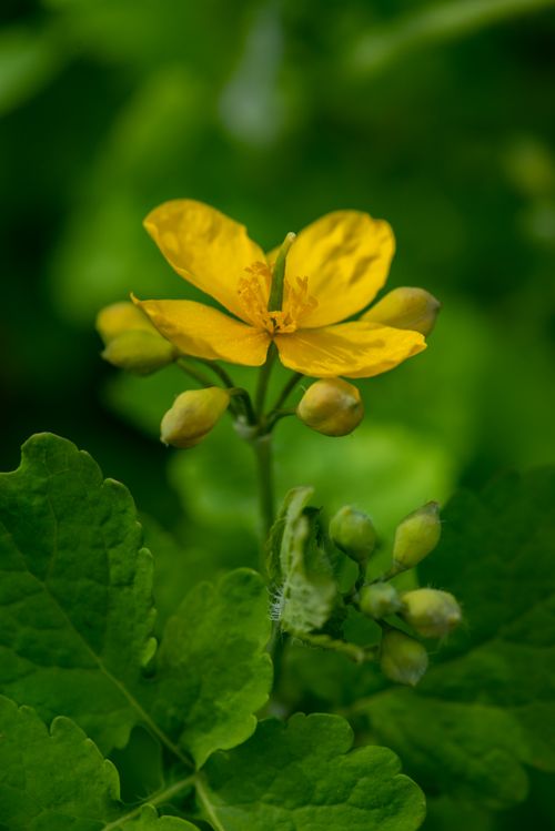 Free Close-up of a bright yellow greater celandine (Chelidonium majus) flower in full bloom with lush green leaves. Stock Photo