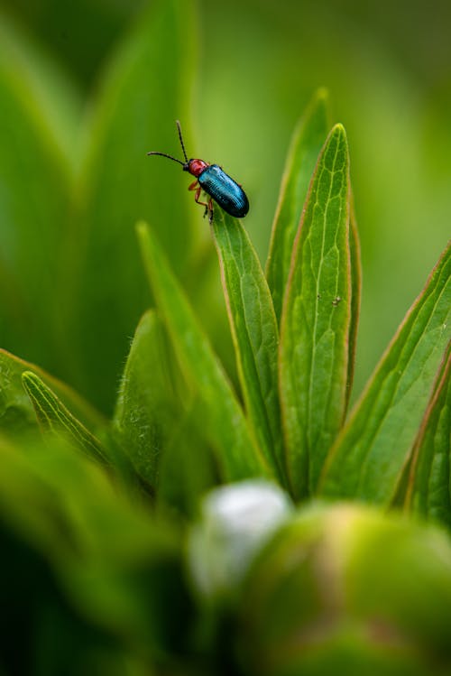 Foto d'estoc gratuïta de antenes, artròpode, beetle