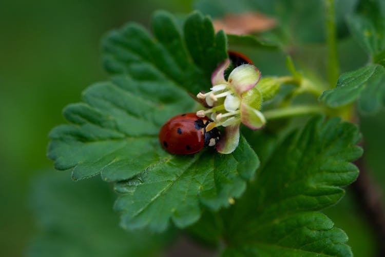 Ladybug Resting On Flower Bud