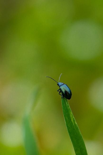 Fotomural Toma macro de un pequeño escarabajo posado sobre una hoja de hierba verde con fondo desenfocado.