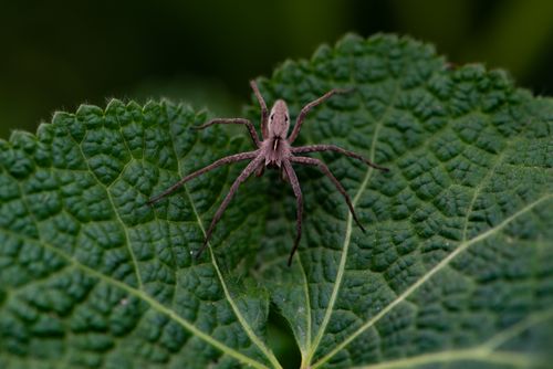 Free Detailed macro shot of a Pisaura Mirabilis spider on a textured green leaf. Stock Photo
