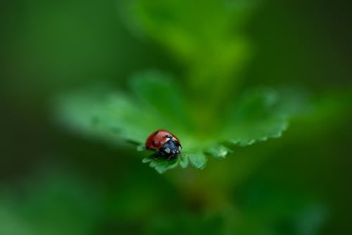 Red and Black Ladybug on Green Leaf in Close Up Photography