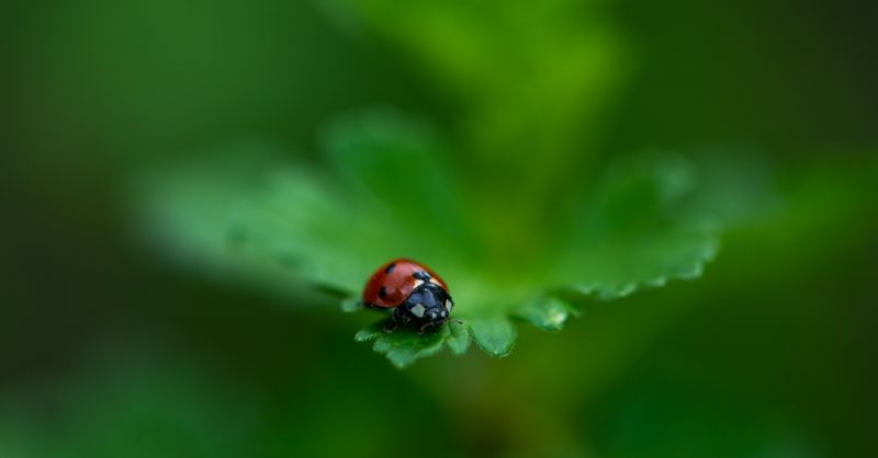 Coccinelle : Prix Occasion et Guide 2026