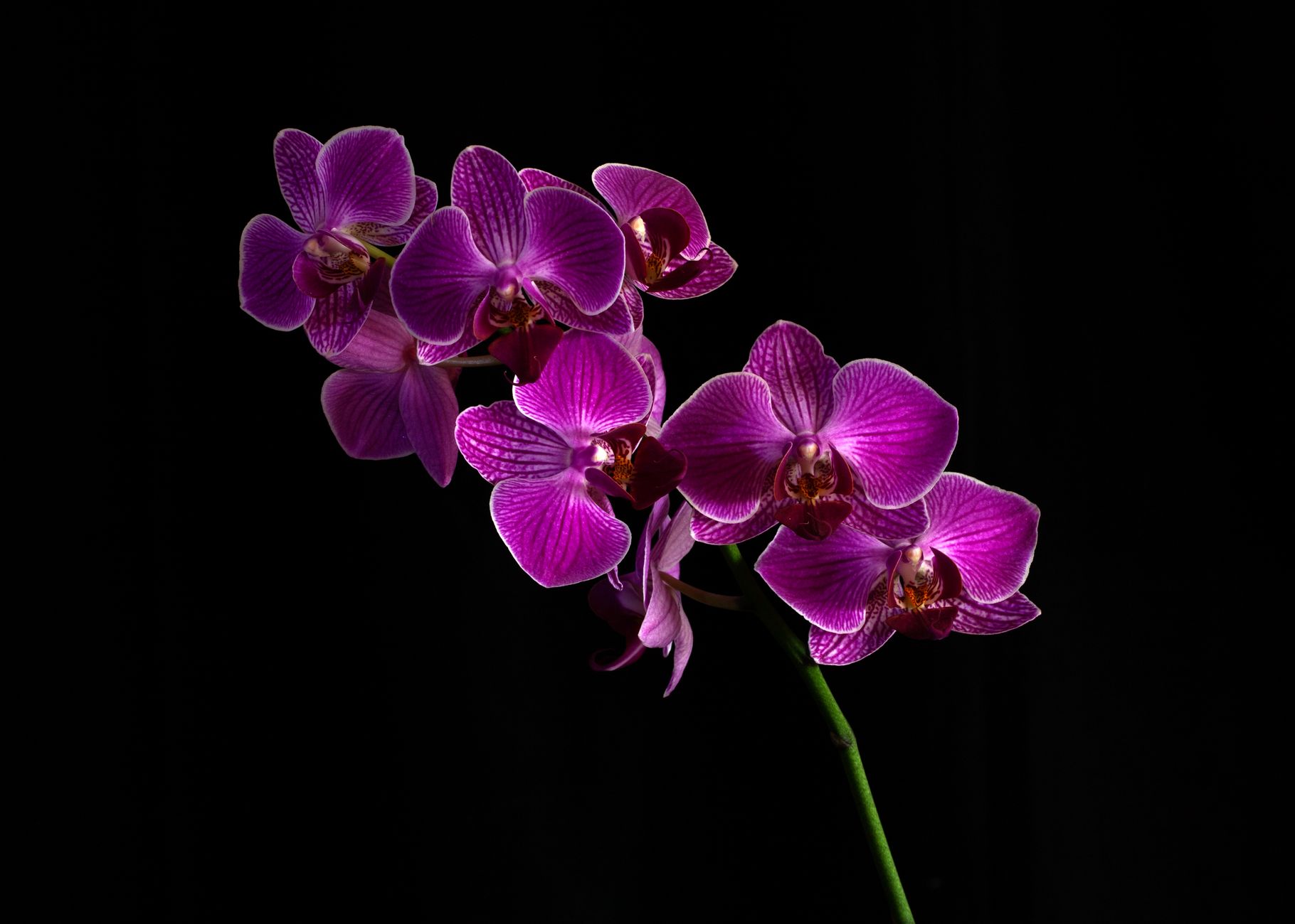 botanical scan of an impossible neon orchid