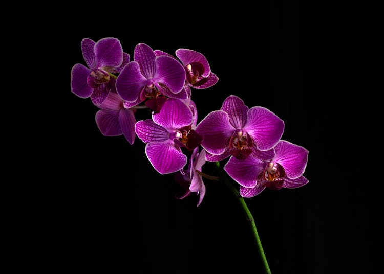 Purple Orchids In Bloom