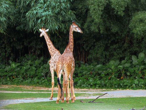 Free Two giraffes standing back to back in a lush green setting, showcasing their unique patterned skin and long necks. Stock Photo