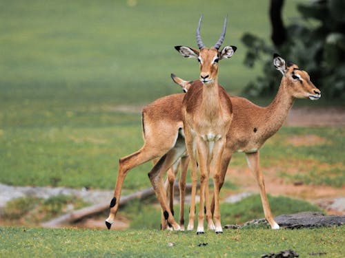 Impalas in Natural Habitat