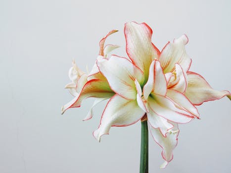 Pink and White Flowers in Close-Up Photography