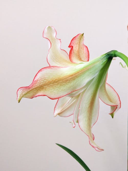 Ilmainen kuvapankkikuva tunnisteilla amaryllis, hauras, kasvikunta