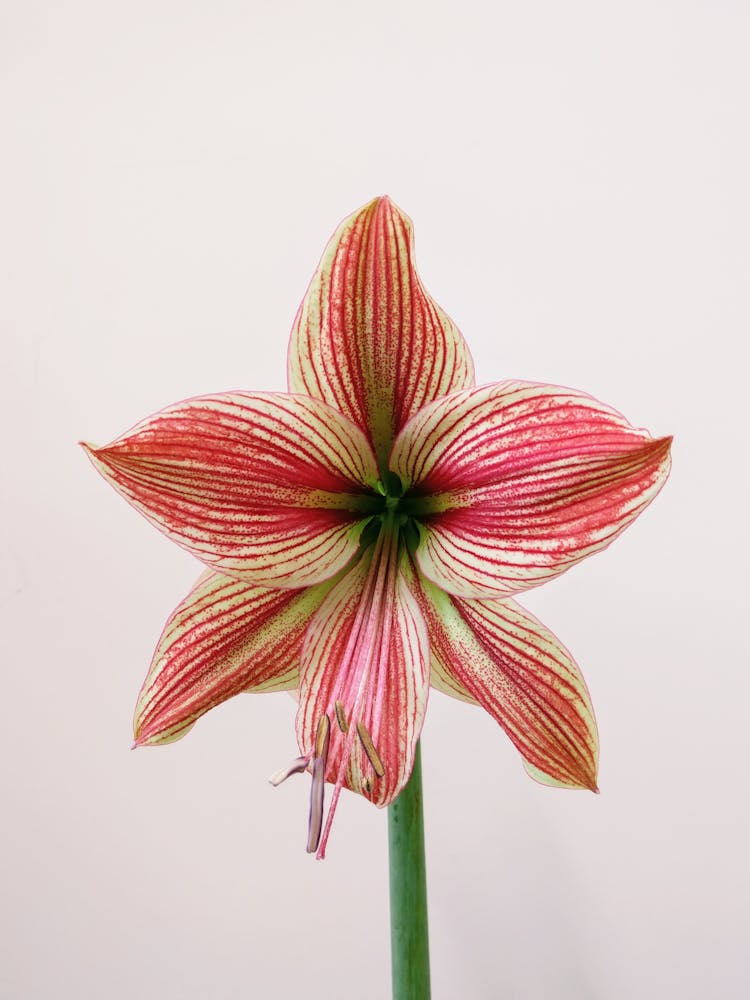 Beautiful Pink And White Amaryllis Flower