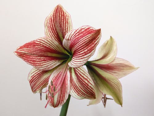 Immagine gratuita di amaryllis, avvicinamento, bellissimo