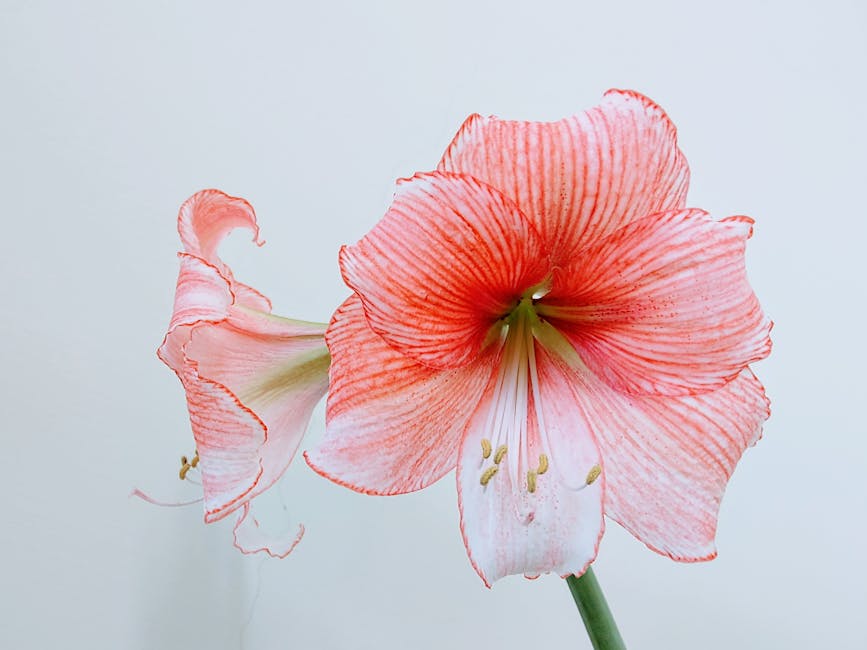 Geheimnisse der japanischen Amaryllis-Zwiebel: Kauf, Lagerung und Pflanzung wie ein Profi