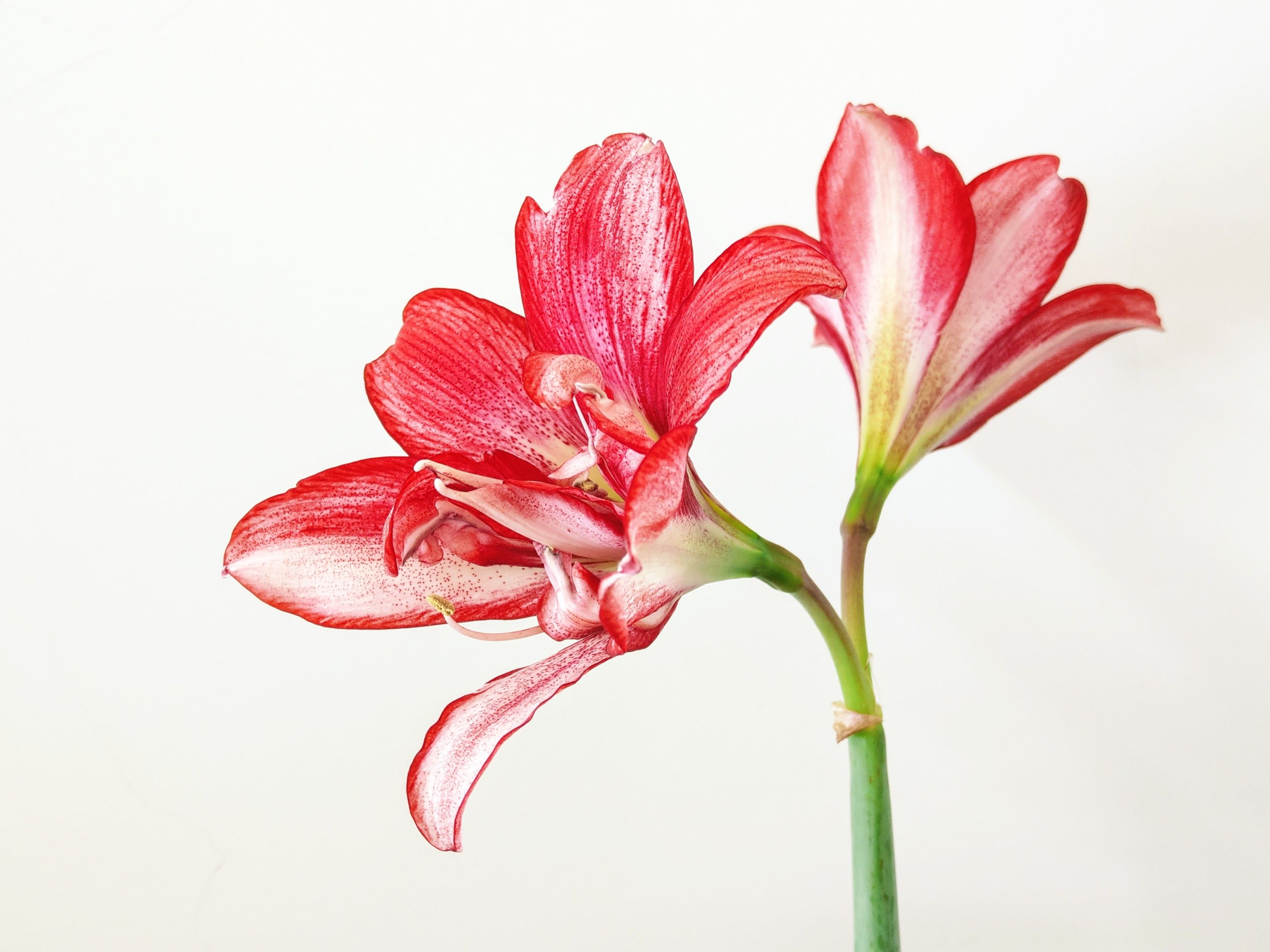 De franc Foto d'estoc gratuïta de aïllament, Amaril·lis, amaryllis belladona Foto d'estoc