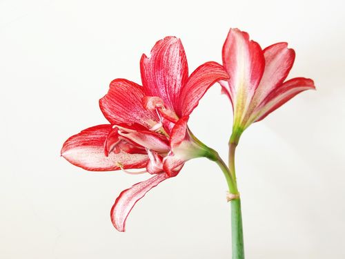 Free Stunning red amaryllis blossoms on a white background, showcasing vibrant petals and delicate bloom. Stock Photo