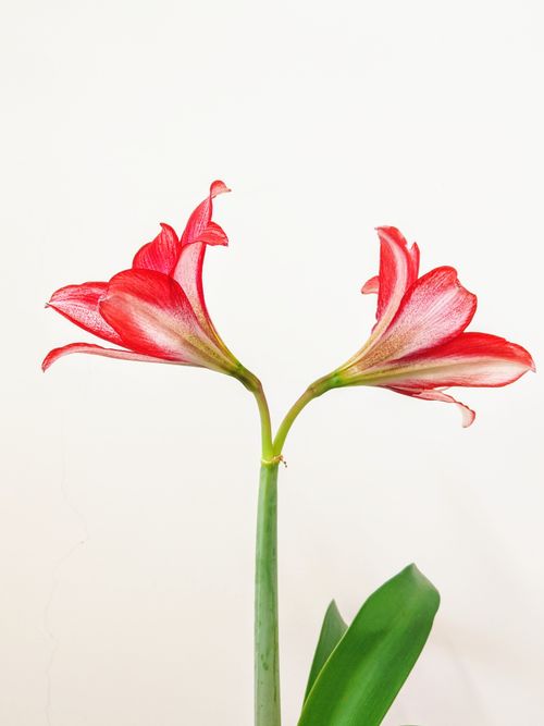 Free Close-up of a vibrant red Amaryllis flower in full bloom against a white background. Stock Photo