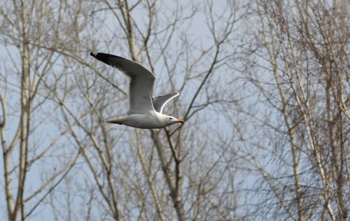 Free A seagull gracefully glides through the air against a backdrop of barren winter trees. Stock Photo
