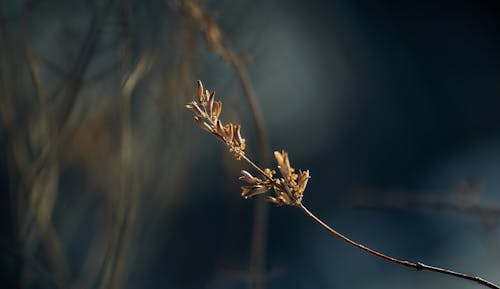 dal, kahverengi yapraklar, kapatmak içeren Ücretsiz stok fotoğraf