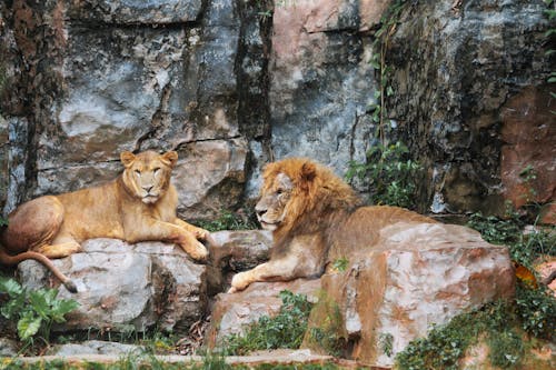 Lions Lying on Rock