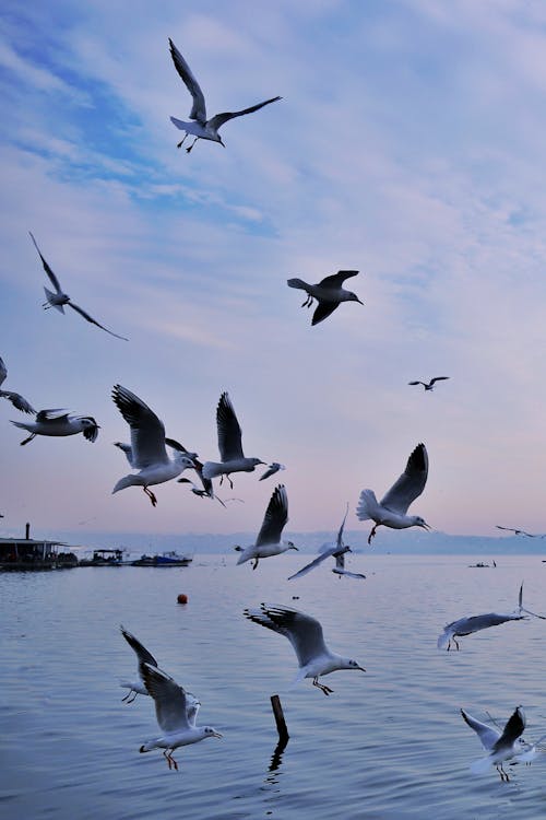 Ücretsiz deniz, dikey atış, hayvan fotoğrafçılığı içeren Ücretsiz stok fotoğraf Stok Fotoğraflar