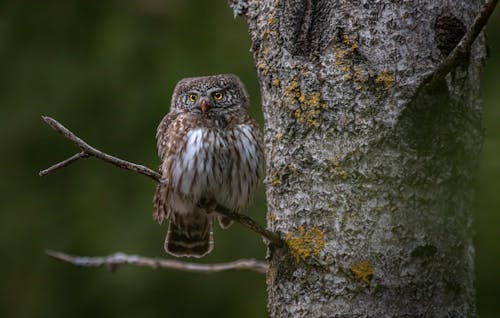 Free Brown Owl on Tree Branch Stock Photo