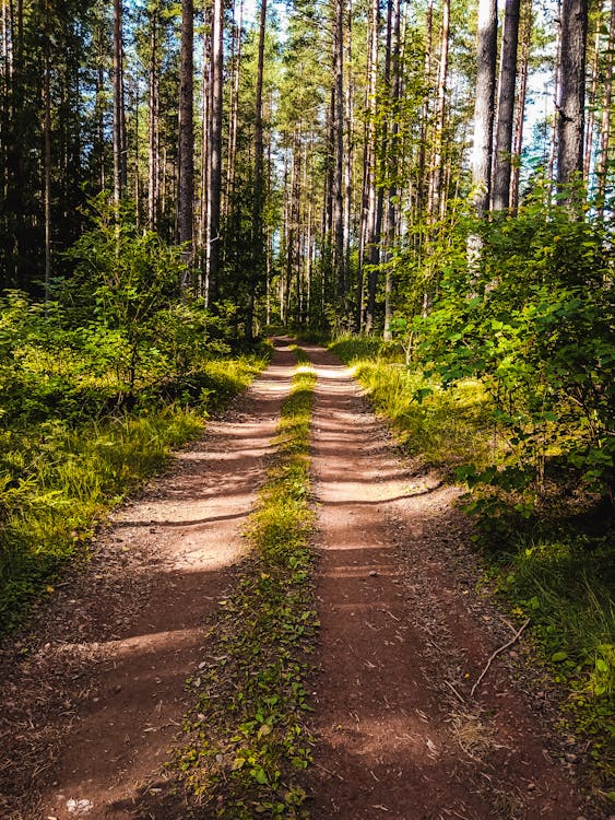 Free Dirt Road Between Forest Trees Stock Photo