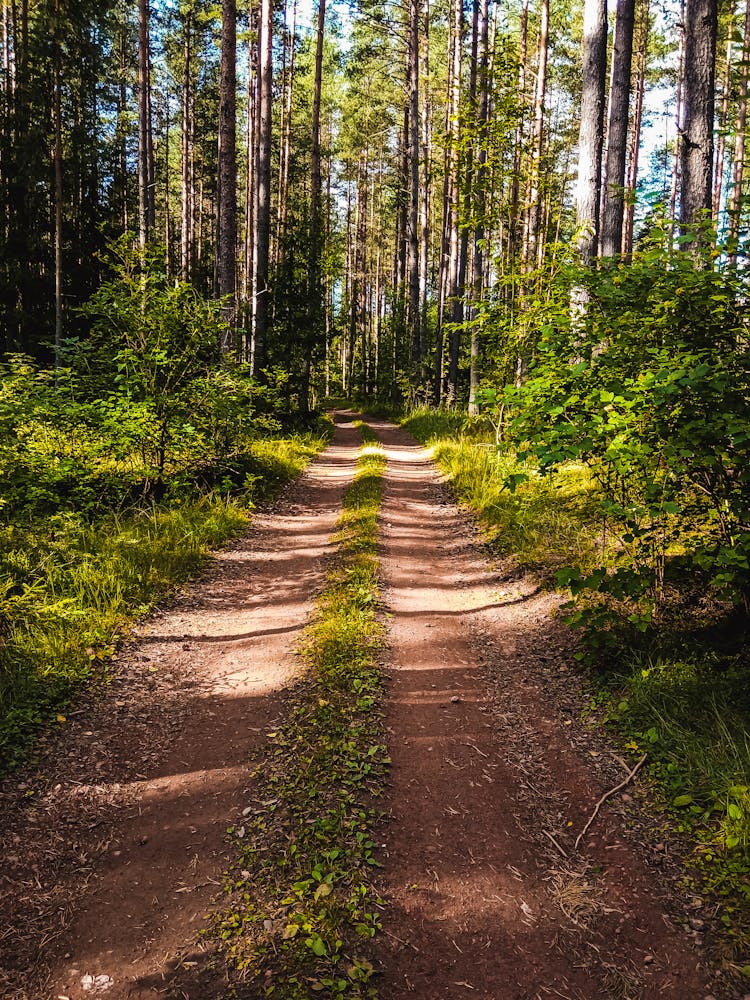 Dirt Road Between Forest Trees