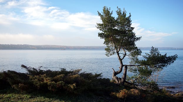 Tranquil lakeshore scenery featuring a lone tree against a calm water backdrop under a blue sky.