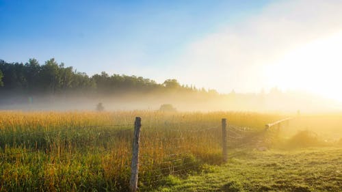 天性, 日光, 有霧的早晨 的 免費圖庫相片
