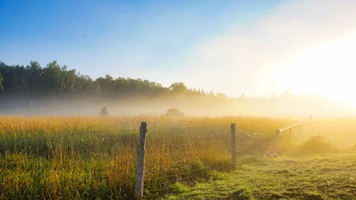Morning Fog Shields Young Crops From Rising Heat
