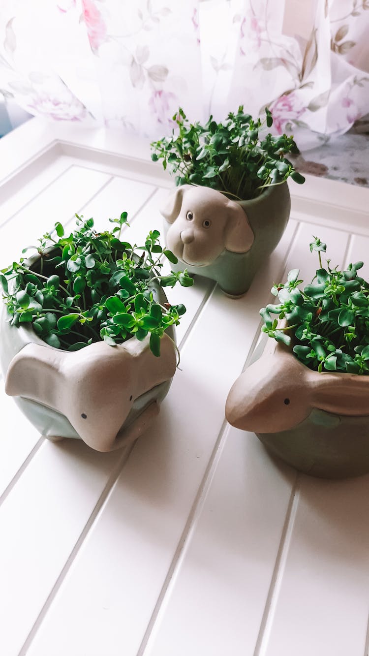 Decorative Clay Pots With Leafy Plants