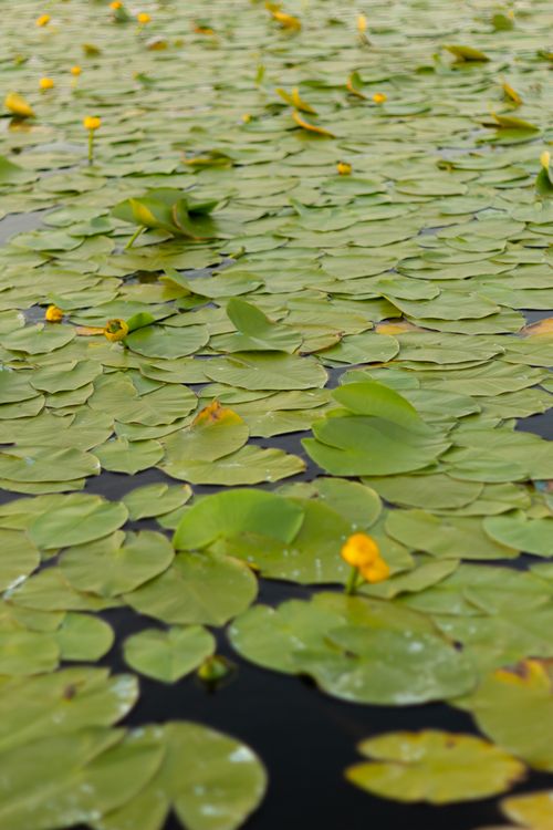 Free Serene pond covered with lush green lily pads and vibrant yellow water lilies in bloom. Stock Photo