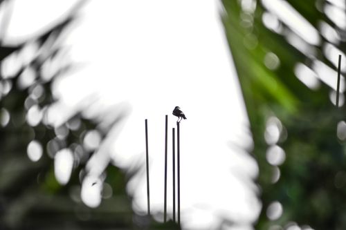 Free Alone But Strong. Stock Photo