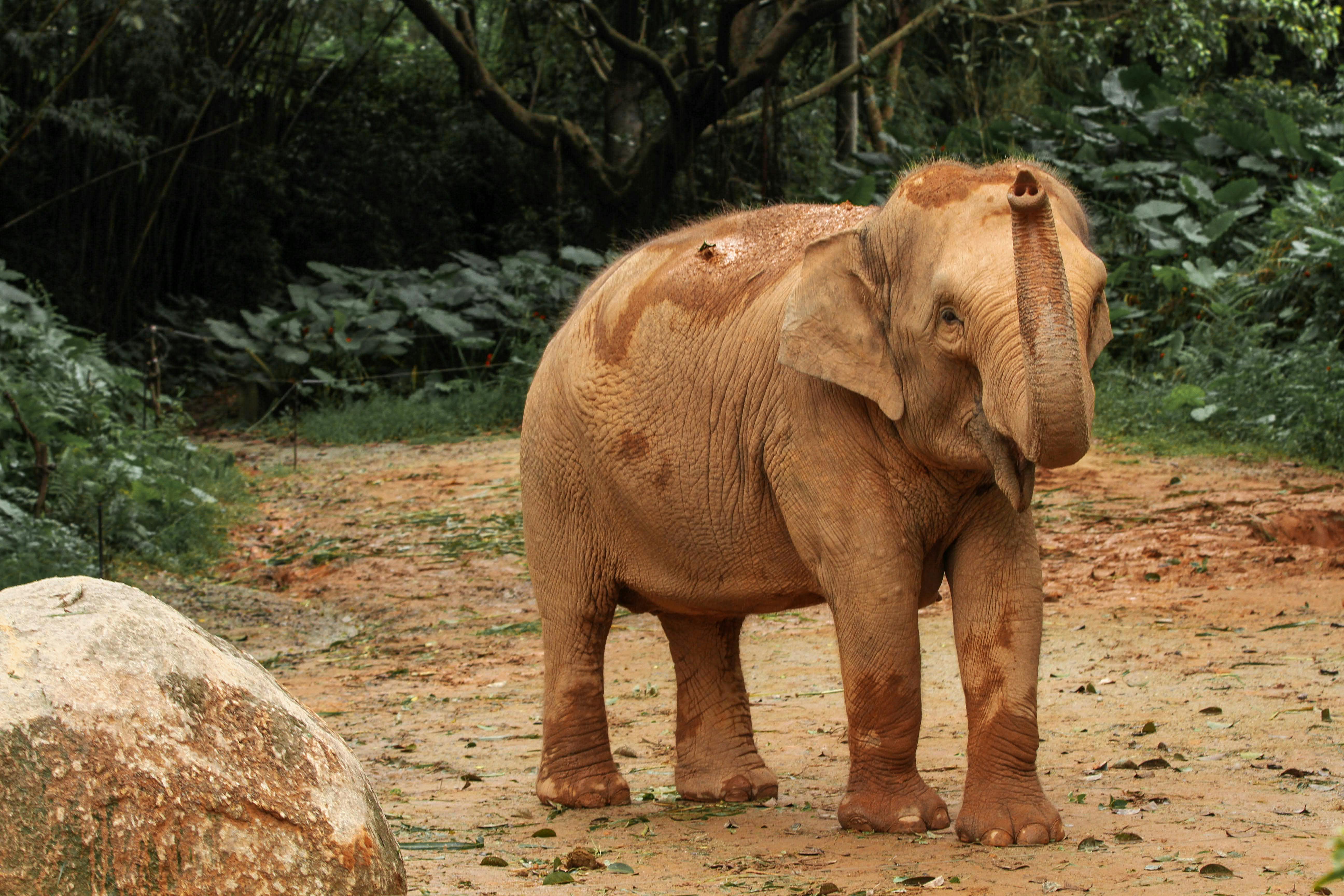 brown elephant walking on dirt road