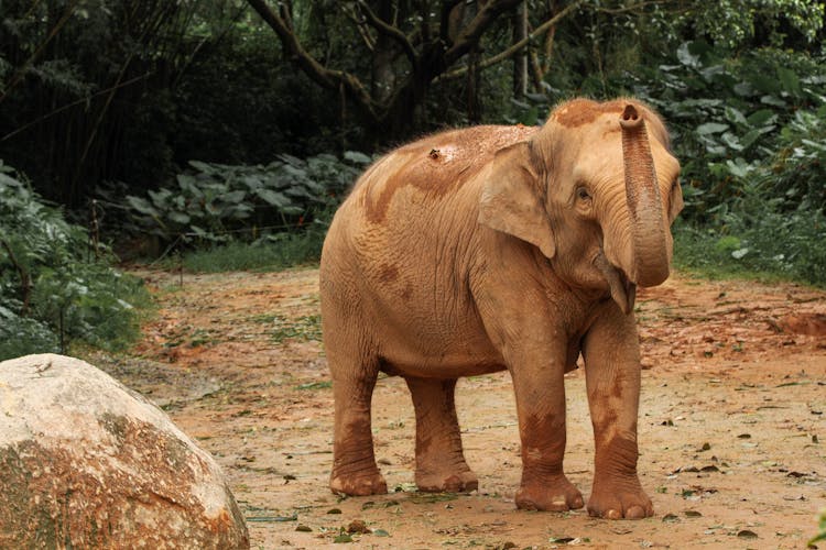 Brown Elephant Walking On Dirt Road