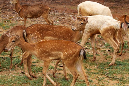 Herd of Brown Spotted Deer on Brown Field