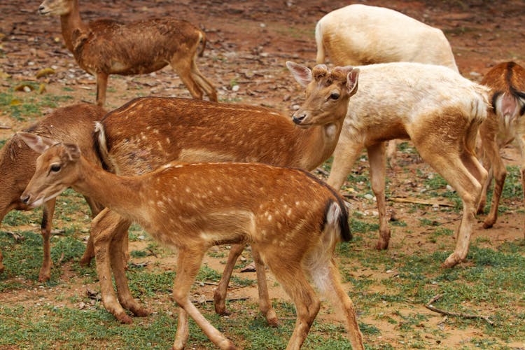 Herd Of Brown Spotted Deer On Brown Field