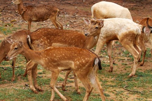 Free A herd of spotted deer grazing on grass in a natural setting, showcasing their distinctive markings. Stock Photo