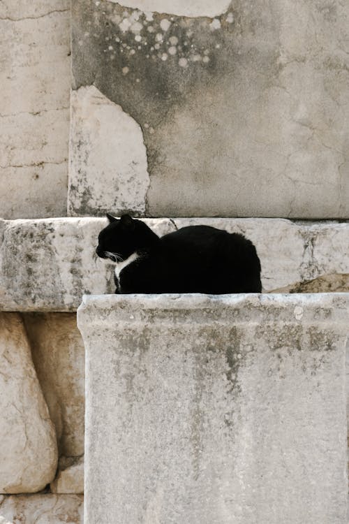 Free Black Cat on White Concrete Wall Stock Photo