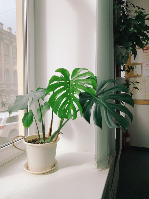 Free Sunlit home interior featuring a vibrant Monstera plant on a windowsill. Stock Photo