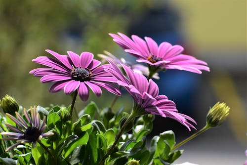 Bezpłatne Darmowe zdjęcie z galerii z botaniczny, delikatny, fioletowe kwiaty Zdjęcie z galerii