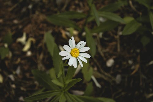 White Flower With Green Leaves