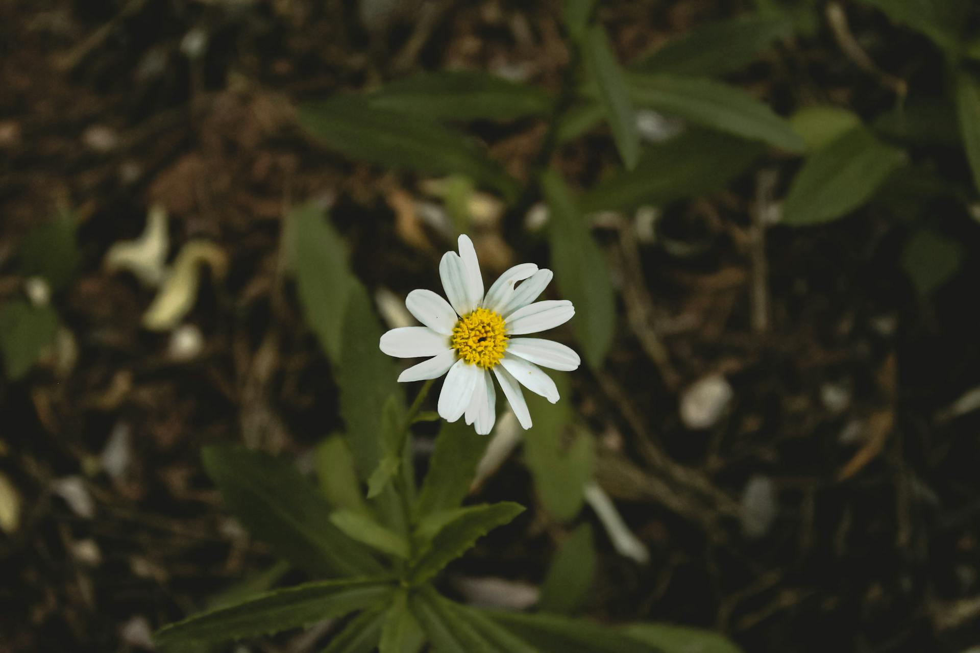 A fresh white daisy bloom centered with rich green leaves outdoors in sunlight.