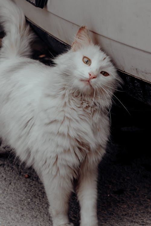 Foto d'estoc gratuïta de adorable, bigotis, bufó