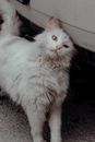White Long Fur Cat on Black Textile